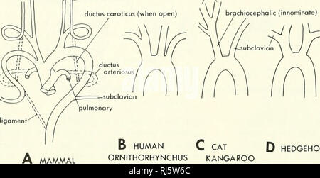 . La morphologie des chordés. La morphologie (animaux) ; Chordés. ^j carotide externe de la carotide interne (caroticus canal ouvert) J'brachiocepholic J carotides communes innommé (gauche et droite). fusion brachiocéphalique DES MAMMIFÈRES C CAT Q HEDGEHOG E OX ORNIiHORHYNCHUS WOMBAT KANGOUROUS Figure 11-10. Les variations dans les racines de l'artère de mammifères. (D'après Romer, 1955, et Owen, 1868} odile, mais cela n'a pas été observée. La perte de cet arc résultats dans la séparation fonctionnelle pulmonaire et de la circulation systémique aurait dans l'oiseau, un parallélisme à celui observé chez le mammifère. En raison de l'élongation Banque D'Images