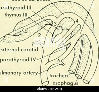 . La morphologie des chordés. La morphologie (animaux) ; ductus caroticus chordés. porathyroid III thymus canal artériel pulmonaire thyroïde trachée artère carotide externe de l'œsophage. IV parathyroïdienne l'artère pulmonaire. A3 6 mm B 7 mm Figure 1 1-9. Deux étapes dans le développement des arcs aortiques de l'homme vu de profil. (Après Prentis et Arey, 1917) Troisième arch devient la base de la carotide interne. Connexion dorsale entre la troisième et quatrième (arches) conduit de la carotide est réduit, et finalement perdu. La quatrième à gauche, le passage systémique, continue de se développer, tandis que celle de droite disparaît. Banque D'Images