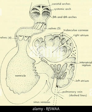 . La morphologie des chordés. La morphologie (animaux) ; Chordés. rotid passage systémique arches ,5e et 6e proximale arches (4) oreillette gauche trabécules corneoe atrium ght volve auriculo-ventriculaire. I t-i vem pulmonaire (pointillés) RANA CRYPTOBRANCHUS Figure 11-4. Coeurs de Rano et Cryptobranchus vu de sous et avec le tronc ouvert pour afficher les soupapes. Le CŒUR 343. Veuillez noter que ces images sont extraites de la page numérisée des images qui peuvent avoir été retouchées numériquement pour plus de lisibilité - coloration et l'aspect de ces illustrations ne peut pas parfaitement ressembler à l'œuvre originale.. Jolie, Banque D'Images