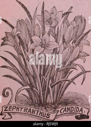 . Childs' fleurs rares, légumes et fruits. Catalogues commerciaux ; les graines forestières (Horticulture) ; Catalogues Catalogues Catalogues de graines, fleurs, légumes, arbres fruitiers Catalogues Catalogues ; John Lewis Childs (Cabinet) ; catalogues commerciaux ; pépinières (Horticulture) ; semences ; les fleurs, de légumes, d'arbres fruitiers. L'une des plus belle de toutes les ampoules de l'été, et fleurit de la mi-été jusqu'au gel, deux pieds de haut, avec de grandes fleurs triangulaire grand ouvert, de quatre à six pouces de diamètre. Les couleurs et les marquages sont très brillant et particulièrement étrange et attirant, et des massifs d'eux dans la frontière ont une plus gor Banque D'Images