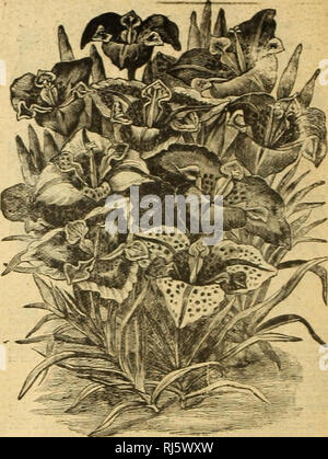 . Childs' fleurs rares, légumes et fruits. Catalogues commerciaux ; les graines forestières (Horticulture) ; Catalogues Catalogues Catalogues de graines, fleurs, légumes, fruits Catalogues Catalogues ; John Lewis Childs (Cabinet) ; catalogues commerciaux ; pépinières (Horticulture) ; les graines, fleurs, légumes, fruits. Un TIGRlblA Tigridias ou la plus belle de tout l'été bulL&gt ;. triste fleurit de la mi-été jusqu'au gel, deux pieds de haut, avec de grandes fleurs triangulaire grand ouvert, tour à s^x pouces de diamètre. Les couleurs et les marquages sont très brilL-.. ! et particulièrement étrange et attrayante et les mottes ou cnc-rn à la frontière ont Banque D'Images