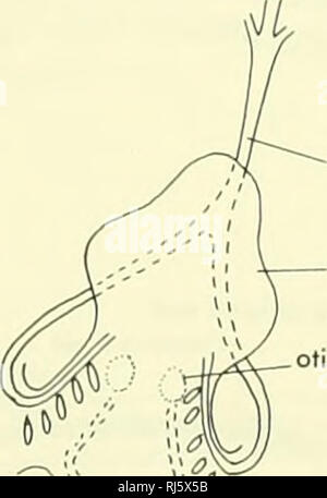 . La morphologie des chordés. La morphologie (animaux) ; Chordés. coeur de la capsule otique tête V'-'-v^ ^ouvertures pharyngée-k somite.'.'.&gt ;'ic&gt ; &gt ;(|. ::v^ - artère segmentaire H :•'////////////// '(A(A(ma/m'(. Veuillez noter que ces images sont extraites de la page numérisée des images qui peuvent avoir été retouchées numériquement pour plus de lisibilité - coloration et l'aspect de ces illustrations ne peut pas parfaitement ressembler à l'œuvre originale.. Jolie, Malcolm. Reinhold, New York Banque D'Images