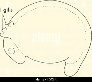 . La morphologie des chordés. La morphologie (animaux) ; français. Une troisième CELLULE B 4 C de clivage D'ARTICLE DE BLASTULA BLASTULA des branchies externes. notochorde. Veuillez noter que ces images sont extraites de la page numérisée des images qui peuvent avoir été retouchées numériquement pour plus de lisibilité - coloration et l'aspect de ces illustrations ne peut pas parfaitement ressembler à l'œuvre originale.. Jolie, Malcolm. Reinhold, New York Banque D'Images