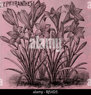 . Childs' fleurs rares, légumes &AMP ; les fruits. Catalogues commerciaux ; les graines forestières (Horticulture) ; Catalogues Catalogues Catalogues de graines, fleurs, légumes, arbres fruitiers Catalogues Catalogues ; John Lewis Childs (Cabinet) ; catalogues commerciaux ; pépinières (Horticulture) ; semences ; les fleurs, de légumes, d'arbres fruitiers. TIGEIDIA. L'une des plus belle de toutes les ampoules de l'été, et fleurit de la mi-été jusqu'au gel, deux pieds de haut, avec de grandes fleurs triangulaire grand ouvert,quatre à six pouces de diamètre. Les couleurs et les marquages sont très brillant et particulièrement étrange et attirant, et des massifs d'eux dans la frontière ont Banque D'Images