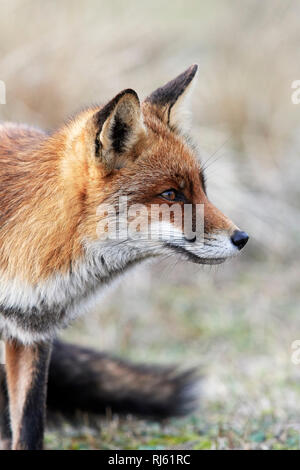 Fox (Vulpes vulpes) Banque D'Images