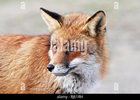 Fox (Vulpes vulpes) Banque D'Images