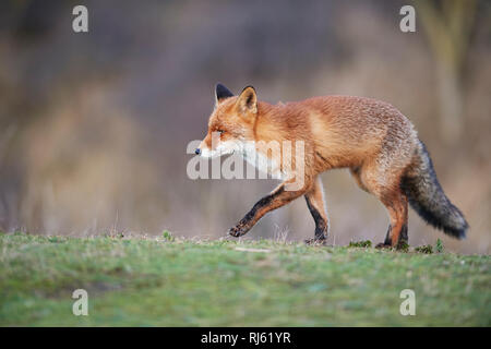 Fox (Vulpes vulpes) Banque D'Images