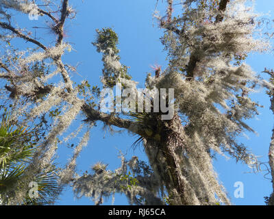 Everglades de Floride, arbre tropical Banque D'Images