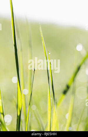 Grashalme auf einer Wiese im Goldenen sonne, close-up Banque D'Images