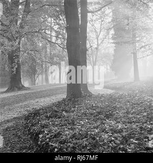 Europa, Deutschland, Berlin, Mayence, im Morgenlicht Stadtpark, Banque D'Images