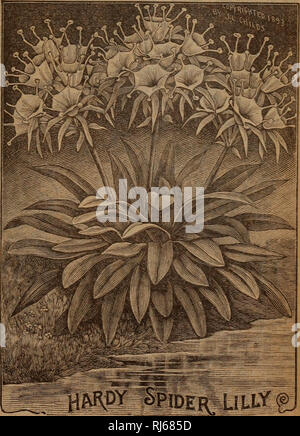 . Childs' seeds qui répondent à des bulbes qui fleurissent les plantes qui s'il vous plaît. Catalogues commerciaux ; les graines forestières (Horticulture) ; Catalogues Catalogues Catalogues de graines, fleurs, légumes, fruits Catalogues Catalogues ; John Lewis Childs (Cabinet) ; catalogues commerciaux ; pépinières (Horticulture) ; les graines, fleurs, légumes, fruits. Buddleja l'une des plus belle de toutes les ampoules de l'été, et fleurit de la mi-été jusqu'au gel, deux pieds de haut, avec de grandes fleurs triangulaire grand ouvert, de quatre à six pouces de diamètre. Les couleurs et les marquages sont très brillant et particulièrement étrange et attrayante et les mottes d'entre eux dans la frontière h Banque D'Images