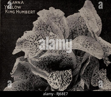 . Childs' seeds qui répondent à des bulbes qui fleurissent les plantes qui s'il vous plaît. Catalogues commerciaux ; les graines forestières (Horticulture) ; Catalogues Catalogues Catalogues de graines, fleurs, légumes, fruits Catalogues Catalogues ; John Lewis Childs (Cabinet) ; catalogues commerciaux ; pépinières (Horticulture) ; les graines, fleurs, légumes, fruits. 112 John Lewis Childs, Inc., Parc Floral, N. Y. Canna souverain jaune Humbert. s J /St (J* ' ii s les deux plus beaux Cannas UNE BONNE AFFAIRE ET une agréable surprise pour nos clients qui n'ont pas augmenté eux le roi- Humbert est de Cannas Glaïeuls à ce qu'est l'Amérique, le premier- et la plupart des po Banque D'Images