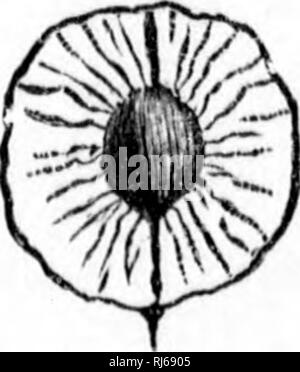 . L'Forester's illustrated guide [microform]. Les forêts et la foresterie ; Forêts et sylviculture. 100 FORIiSTER Praxinus L'sanibucifolia du Black-asli. Larix Americana Am'tican mélèze. Nogundo fraxinifoliuin eliJer-boîte. Pinus banksiana C.ypress. Pinusresinosa Hed-pin. Pinus strobus Wpymouth ou whiU&gt;plne. Balsamifra-baumier Populus j)oplar. Populus Canadensis Cotton-bois. Populus Iremuloidos l'asj américain)en. Quercus raacrocari)un Burr-chêne. Salix alba saule blanc ;. Salix vitellina saule jaune. Sorbus americana Mountain-ash. Ocfiidentalis Arbor vilae thuya. Tilia americana Lim Banque D'Images