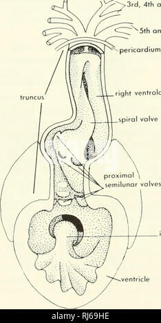 . La morphologie des chordés. La morphologie (animaux) ; Chordés. tricle, mais aucune valve spirale. Il y a une extrémité distale rin : des soupapes dans Cryplohranchus. L'extrémité distale du tronc est beaucoup élargie dans certaines salamandres, comme un bulbe artériel ; ce terme est aussi utilisé parfois pour la zone de l'conus trun- cus. Dans Salamandra proximaux et distaux sont série de vannes et une très petite valve spirale. Le cœur des amphibiens ou reptiles diffère de la mam- mal coeur dans que le sinus veineux est conservé. Dans les groupes précédent il a été réduite ou perdue. Dans le coeur des amphibiens on peut observer le trabecul Banque D'Images