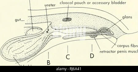. La morphologie des chordés. La morphologie (animaux) ; Chordés. canal du canal de rein. Du canal marginal les tubuli mesonephroi epididy à conduire le canal- midis, l'extrémité antérieure de la gaine néfreux. Les nombreuses vari- ations dans les testicules-connexions rein suggèrent une grande plas- ticity de développement dans ce domaine. L'épididyme est bien développé et peut s'étendre loin pos- teriorly avant de laisser la place à l'un peu alambiqué de vas- ferens. Le canal déférent rejoint l'uretère de son côté, et ils ouvrent ensemble à la pointe d'une papille urogénitale. Les conduits d'un côté ou de l'ouvrir à se Banque D'Images