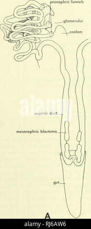 . La morphologie des chordés. La morphologie (animaux) ; Chordés. pronephric glomérule entonnoirs. pronephric coelome antérieur en tubules sinus cardinal deuxième pronephric entonnoir. Veuillez noter que ces images sont extraites de la page numérisée des images qui peuvent avoir été retouchées numériquement pour plus de lisibilité - coloration et l'aspect de ces illustrations ne peut pas parfaitement ressembler à l'œuvre originale.. Jolie, Malcolm. Reinhold, New York Banque D'Images