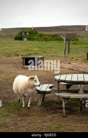 Haus, Garten, Schafbock, Saenautasel, Island, Landschaft Banque D'Images