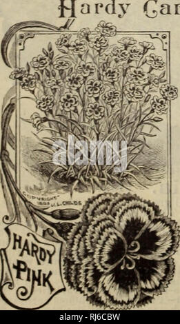 . Childs' fleurs rares, fruits et légumes. Catalogues commerciaux ; les graines forestières (Horticulture) ; Catalogues Catalogues Catalogues de graines, fleurs, légumes, arbres fruitiers Catalogues Catalogues ; John Lewis Childs (Cabinet) ; catalogues commerciaux ; pépinières (Horticulture) ; semences ; les fleurs, de légumes, d'arbres fruitiers. Oeillet, Marguerite. [Maison et jardin. Floraison perpétuelle nain en 3 mois à partir de semences. Penser à se les Œillets en fleurs à partir de semences dans environ trois mois, qui durent tout au long de l'hiver, et de différentes couleurs, blanc, patinoire, cramoisi, pourpre, rouge, rayé, mot- tulé, en flocons, varié, etc T Banque D'Images