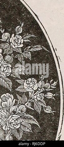 . Childs' fleurs rares, des légumes, et des fruits pour 1906. Catalogues commerciaux ; les graines forestières (Horticulture) ; Catalogues Catalogues Catalogues de graines, fleurs, légumes, arbres fruitiers Catalogues Catalogues ; John Lewis Childs (Cabinet) ; catalogues commerciaux ; pépinières (Horticulture) ; semences ; les fleurs, de légumes, d'arbres fruitiers. Nouveau bébé Rose. RAMBIiER j'sa Rose est un nain everblooming Crimson Ram- bier, portant des grappes de grandes fleurs doubles pourpre brillant toute l'année, tout comme Crimson Rambler n'en juin. Il est tout aussi précieux qu'un pot ou d'arrosage, et fleurit abondamment été, hiver, printemps et fa Banque D'Images