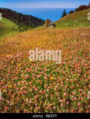 Le trèfle rouge, Trifolium pratense, Bolinas Ridge, le Mont Tamalpais State Park, aire de loisirs nationale du Golden Gate, le comté de Marin, en Californie Banque D'Images