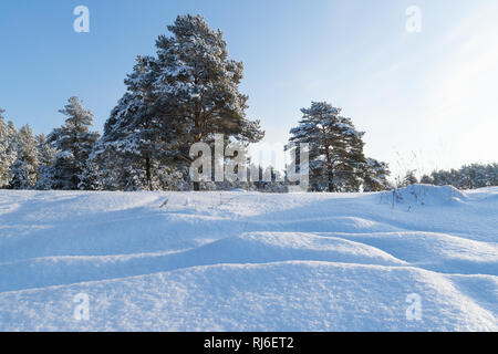 Paysage. Forêt de pins dans la neige sur un jour d'hiver ensoleillé Banque D'Images