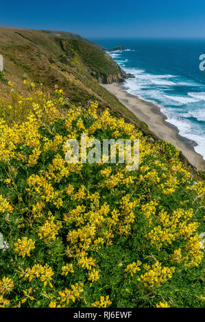 Bush, Lupin jaune Tomales Point, Point Reyes National Seashore, Burton Désert, comté de Marin, en Californie Banque D'Images