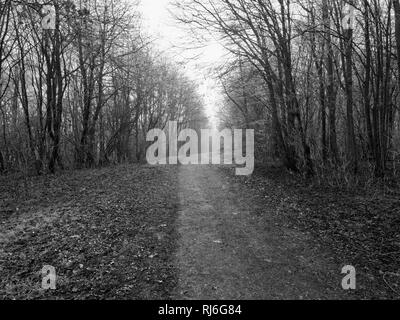 Bordée d'arbres avec une ligne de gel sur un sentier large, sombre, froid matin d'hiver brumeux Banque D'Images