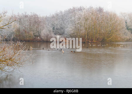 Les Cygnes tuberculés, les Canards colverts, mouettes, foulques et autres oiseaux sur un lac gelé partie bordée par frost laden arbres et arbustes Banque D'Images