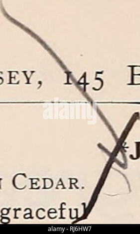 . Choix hardy les arbres et les plantes. Pépinière de l'État de New York (New York) ; Catalogues Catalogues des Plants des Arbres, arbustes, plantes de semis ; Catalogues Catalogues d'ornement ; catalogues de graines de fruits. Fred'k W. Kelsey. Broadway, New York. Feuilles persistantes, a continué. CEDRUS Deodara. Deodar, ou Indien de cèdre. De croissance vigoureuse, forme pyramidale ; feuillage d'un gracefi light, argenté ou goéland à vert. L'un des plus beaux de conifères ; .pas tout à fait au nord de hardy Philadelphie. 1,50 $. C. Libani. Cèdre du Liban. , Vigoureux, avec de grandes branches, feuillage vert foncé - ; les jeunes pousses tendres. Choix. $1. C Banque D'Images