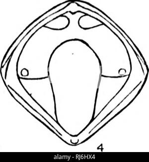 . L'Batrachia of North America [microform]. Les amphibiens ; Amphibiens. . Veuillez noter que ces images sont extraites de la page numérisée des images qui peuvent avoir été retouchées numériquement pour plus de lisibilité - coloration et l'aspect de ces illustrations ne peut pas parfaitement ressembler à l'œuvre originale.. Faire face, E. D. (Edward Drinker), 1840-1897. Washington : G. P. O. Banque D'Images