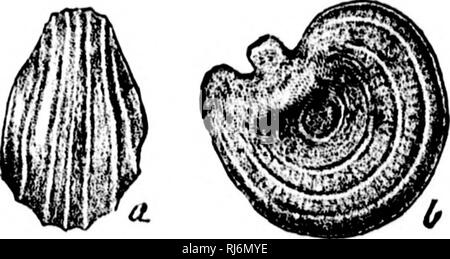 . Les herbes d'Amérique du Nord [microforme] : les chapitres sur la physiologie, la composition, la sélection, l'amélioration et la culture de graminées, de gestion des terres, de l'herbe aussi les chapitres sur les trèfles, insectes nuisibles et de champignons. Les plantes fourragères graminées ; ; graminées ; Plantes fourragères. . Veuillez noter que ces images sont extraites de la page numérisée des images qui peuvent avoir été retouchées numériquement pour plus de lisibilité - coloration et l'aspect de ces illustrations ne peut pas parfaitement ressembler à l'œuvre originale.. Beal, W. J. (William James), 1833-1924. New York : H. Holt Banque D'Images