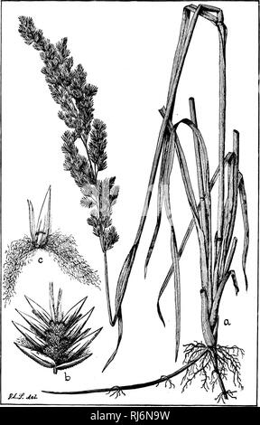 . Les herbes d'Amérique du Nord [microforme] : les chapitres sur la physiologie, la composition, la sélection, l'amélioration et la culture de graminées, de gestion des terres, de l'herbe aussi les chapitres sur les trèfles, insectes nuisibles et de champignons. Les plantes fourragères graminées ; ; graminées ; Plantes fourragères. Fio. 69.. Veuillez noter que ces images sont extraites de la page numérisée des images qui peuvent avoir été retouchées numériquement pour plus de lisibilité - coloration et l'aspect de ces illustrations ne peut pas parfaitement ressembler à l'œuvre originale.. Beal, W. J. (William James), 1833-1924. New York : H. Holt Banque D'Images