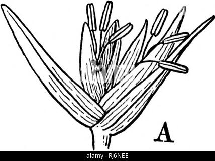 . Les herbes d'Amérique du Nord [microforme] : les herbes classés, décrites et illustrées de chaque genre, avec des chapitres sur leur répartition géographique et une bibliographie. Les plantes fourragères graminées ; ; graminées ; Plantes fourragères. 146 PANICACE.E. Les deux glumes membraneuses, subequal vide, la glume floraux des fleurs staminées ou stériliser à propos de la longueur de la glume inférieure ; deux glumes floral et palea du fleuron fertile habituellement plus courtes et plus difficile, et le racliilla ci-dessous fourni avec membran api-)endages ou fosses. 3 étamines. Des styles à la base. (Jrain oblongues, clos par gl Banque D'Images