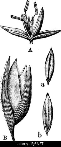 . Les herbes d'Amérique du Nord [microforme] : les herbes classés, décrites et illustrées de chaque genre, avec des chapitres sur leur répartition géographique et une bibliographie. Les plantes fourragères graminées ; ; graminées ; Plantes fourragères. FANK'E.E. 99, compte plus ou pistillées ])fleurs orfect à l'apex du peduueles wliieh braets le revêtement de l'ours, à proximité de la base. Glumes 3, l'extra-eni})ty, près de ecpial (parfois avec une autre très petite à l'extérieur), la plus courte des glumes floral, delieately, membraneuse ou dans les fleurs fertiles deviennent vite difficile. Étamines ou staminodea ,'3, styles distincts. (Jr Banque D'Images