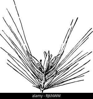 . Les herbes d'Amérique du Nord [microforme] : les herbes classés, décrites et illustrées de chaque genre, avec des chapitres sur leur répartition géographique et une bibliographie. Les plantes fourragères graminées ; ; graminées ; Plantes fourragères. OOONE ANDHOl'.E. 25 leiigtli liiicar lanecoliitc-., 4 mm. lon, (1735). Awnless épillets sessiles en paires, une, l'autre pédicellées, sur les branches de transmission d'une panicule, chacune contenant des fleurs ou le parfait pédicellées un contenant une fleur pistillée. Les trois Glumes vides ou aiguë, acuminé, hyalines, membraneuse ou première et deuxième égalité, troisième plus petite, floral g Banque D'Images