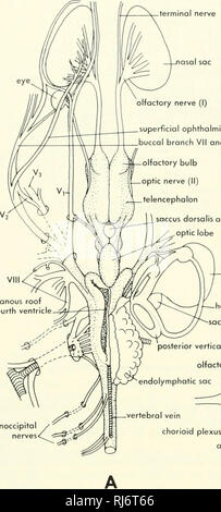 . La morphologie des chordés. La morphologie (animaux) ; Chordés. toit membraneux quatrième ventricule nerf terminal sac asol ophtalmique superficielle VII Direction générale VII et V buccale ?. hyomandibular Direction générale de palatine de la direction générale VII Vlf soccus dorsalis et corps pinéal lobe optique utriculus. Veuillez noter que ces images sont extraites de la page numérisée des images qui peuvent avoir été retouchées numériquement pour plus de lisibilité - coloration et l'aspect de ces illustrations ne peut pas parfaitement ressembler à l'œuvre originale.. Jolie, Malcolm. Reinhold, New York Banque D'Images