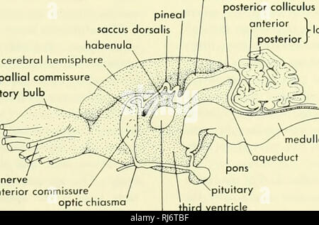 . La morphologie des chordés. La morphologie (animaux) ; capsule ...