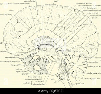 . La morphologie des chordés. La morphologie (animaux) ; corpus chordés. caliosum le septum lucidum invagination de toit dans ventricule de cerveau du gyrus cingulaire (sulcus) terminolis lamina fornix commissure antérieure bulbe olfactif perforer antérieure temporale de substance foramen Monroe moss intermédiaire d'diencepholon hippocompal thalamus toit du troisième ventricule commissural habenular pinéale commissural. commissure postérieure corpora quodrigemina (mésencéphale) cervelet noyau dentée nerf optique optique' chiasmo tuber cinereum nerf oculomoteur hypophysaire (111) noyau rouge substantia niger corps réticulaires wi Banque D'Images