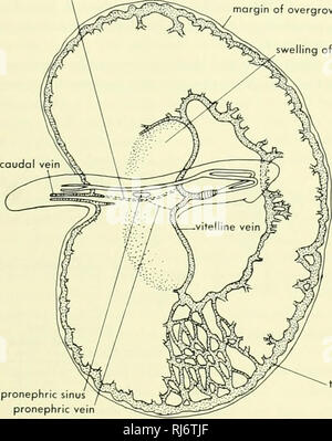 . La morphologie des chordés. La morphologie (animaux) ; Chordés. teriorly subintestinal, comme les veines, à l'oeuf manomanette où ils descendent sur le blastodisc pour entrer dans le sinus terminal. La gauche est beaucoup plus subintestinal, et à l'œuf" une branche apparaît qui fait le tour de l'œuf d'air sur la gauche et se connecte avec la veine vitelline antérieure gauche. Ce réservoir peut être identifié comme le volk-essuyage shunt. Comme l'intestin se développe, le cloaque contacts le procto- traiter zone entre la face antérieure des continuations de la désormais seule (Fused) veine caudale. Un court-circuit, en avant la projection, droit d'œuf-essuyage sh Banque D'Images