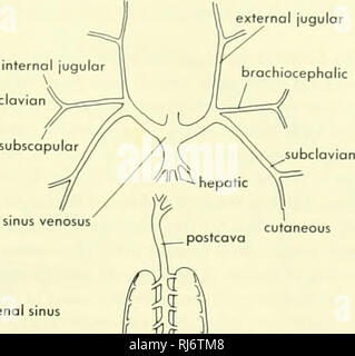 . La morphologie des chordés. La morphologie (animaux) ; français. B U veine jugulaire externe sous-clavière sinus veineux brachiocéphalique. rénale Insuffisance rénale sinus abdominale ventrale portail f ¥. Veuillez noter que ces images sont extraites de la page numérisée des images qui peuvent avoir été retouchées numériquement pour plus de lisibilité - coloration et l'aspect de ces illustrations ne peut pas parfaitement ressembler à l'œuvre originale.. Jolie, Malcolm. Reinhold, New York Banque D'Images