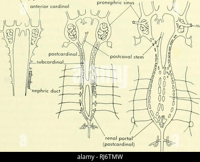 . La morphologie des chordés. La morphologie (animaux) ; français. En avant le postcardinal canal est impliqué. Le sang portal rénale est également reçue de l'segmentals de la paroi du corps. Dans certains téléostéens, la gauche est bien subcardinal et réduit le droit est plus fortement développé. Cela ressemble à la situation dans le, mais elle diffère dipneuste que dans un post- caval tige ne se développent pas. Développement dans le groupe actinopterygian ex- trême montre la variation, mais la tendance générale est que vu dans les groupes. Il y a des tiges, subcardinal jumelé situé en dedans de l'conduits néfreux qui mènent de Banque D'Images