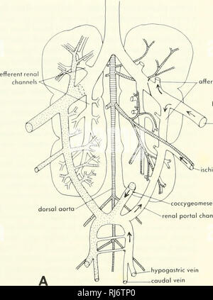 . La morphologie des chordés. La morphologie (animaux) ; Chordés. veine efférente renol afférentes satellite le trou du diaphragme efférente iliaque externe des lobes ischioc coccygeomesenteric onterior portail réseau rénale. Veuillez noter que ces images sont extraites de la page numérisée des images qui peuvent avoir été retouchées numériquement pour plus de lisibilité - coloration et l'aspect de ces illustrations ne peut pas parfaitement ressembler à l'œuvre originale.. Jolie, Malcolm. Reinhold, New York Banque D'Images