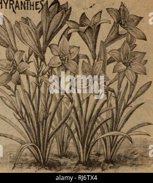 . Childs' fleurs rares fruits et légumes. Catalogues commerciaux ; les graines forestières (Horticulture) ; Catalogues Catalogues Catalogues de graines, fleurs, légumes, fruits Catalogues Catalogues ; John Lewis Childs (Cabinet) ; catalogues commerciaux ; pépinières (Horticulture) ; les graines, fleurs, légumes, fruits. Tljjriclla Comtiiflorn. L'un ou la plus belle &lt;si tous les bulbes d'été, et fleurit de la mi-été jusqu'au gel, croître deux pieds de haut, avec de grandes fleurs triangulaire grand ouvert, quatre à .-ix pouces de diamètre. Les couleurs et les marquages sont très brillant et particulièrement étrange et attrayante et rlurnps bortf ou dans le Banque D'Images