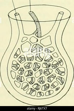 . La morphologie des chordés. La morphologie (animaux) ; les chordés. splénique (splénique) pivote autour de sur la grande courbure de l'estomac et se joint à la direction générale de l'hépatique gastroduodénale. Une deuxième succursale de la courbes gastro-duodénale le long de la face inférieure du duodénum et se connecte avec l'artère mésentérique supérieure. La deuxième division principale de l'aorte dorsale est la supe- mésentérique supérieure. Cette artère s'étend à travers les messines- tery où il fans dehors dans un grand nombre de branches serv- ment la petite et bien du gros intestin. La troisième proviennent de l'aorte dorsale est l'infériorité de la mes- fr Banque D'Images
