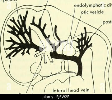 . La morphologie des chordés. La morphologie (animaux) ; Chordés. deux tiges. Dans le placenta, le conduit de gauche de Cuvier (le cardinal commun) est retenu comme le sinus coronaire du coeur. Reptiles La tête de drainage le reptile est à peu près la même que celle du mammifère (Figure 1 1-29). La veine jugulaire interne dégage une succursale, l'infériorité, jugulaire à la musculature de la gorge ; il passe ensuite derrière et au-dessus de la cavité tympanique. Ici elle reçoit une céré- bral postérieure branche qui passe par le nerf vague (veine jugulaire) fora- men. Cette tige cérébrale postérieure est connecté par un sinus sigmoïde w Banque D'Images