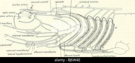 . La morphologie des chordés. La morphologie (animaux) ; Chordés. pseudobronchial carotii interne efférent ortery afférentes pseudobronchial ophtholm. ma externe de l'artère efférente antérieure Figure hyoïde 11-30. Artères antérieure de Ch/omydose/cchus. (Après 1923), Allis latéral à l'infundibulum. Ici les carotides internes pénètrent la paroi crânienne et placez l'infundibulum et de l'hypophyse dans un réseau d'interconnexion des artères. Les deux branches de tiges envoyer les muscles de l'œil et aussi donner lieu à cerebrals antérieure et médiane. La tige principale passe maintenant à travers le ventroanterior mur de l'orbite et de Giv Banque D'Images