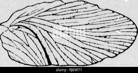 . La chaîne de la vie dans les temps géologiques [microforme] : un croquis de l'origine et la succession d'animaux et de plantes. La paléontologie, la paléobotanique ; paléontologie ; Histoire Administration Démographie Lieux. . Veuillez noter que ces images sont extraites de la page numérisée des images qui peuvent avoir été retouchées numériquement pour plus de lisibilité - coloration et l'aspect de ces illustrations ne peut pas parfaitement ressembler à l'œuvre originale.. Dawson, J. W. (John William), Sir, 1820-1899. Londres : Religious Tract Society Banque D'Images