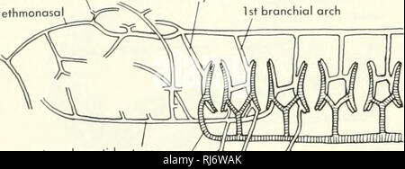 . La morphologie des chordés. La morphologie (animaux) ; Chordés. ethmonasal cérébral antérieur 1er passage bronchique efférente hyoïdes. Artère carotide externe / ^^ ^^^-  =y afférentes hyoïde UNE PETROAAYZON artère thyroïdienne carotide interne. Veuillez noter que ces images sont extraites de la page numérisée des images qui peuvent avoir été retouchées numériquement pour plus de lisibilité - coloration et l'aspect de ces illustrations ne peut pas parfaitement ressembler à l'œuvre originale.. Jolie, Malcolm. Reinhold, New York Banque D'Images