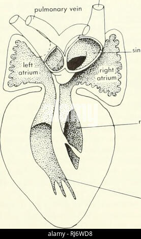 . La morphologie des chordés. La morphologie (animaux) ; Chordés. veine cardinale antérieure droite (precava) artère cardiaque du ventricule gauche^ carotides arc pulmonaire sinus veineux du ventricule droit, le ventricule gauche. chambre chambre B du côté de valve semi-lunaire de Ponizza foramen. Veuillez noter que ces images sont extraites de la page numérisée des images qui peuvent avoir été retouchées numériquement pour plus de lisibilité - coloration et l'aspect de ces illustrations ne peut pas parfaitement ressembler à l'œuvre originale.. Jolie, Malcolm. Reinhold, New York Banque D'Images