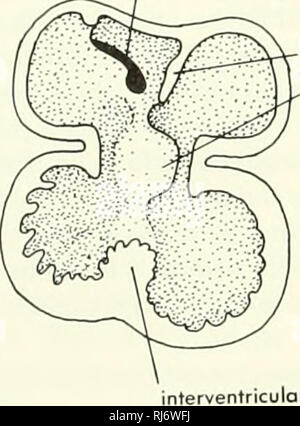 . La morphologie des chordés. La morphologie (animaux) ; français. B. trabécules canal auriculo-ventriculaire carnae coussin auriculo-ventriculaire antérieure foramen ovale vena cava postcaval septum interatrial souches coronoid coussin auriculoventriculaire faisceau de son passage systémique arc pulmonaire septum nterventricular 6 mm. Veuillez noter que ces images sont extraites de la page numérisée des images qui peuvent avoir été retouchées numériquement pour plus de lisibilité - coloration et l'aspect de ces illustrations ne peut pas parfaitement ressembler à l'œuvre originale.. Jolie, Malcolm. Reinhold, New York Banque D'Images